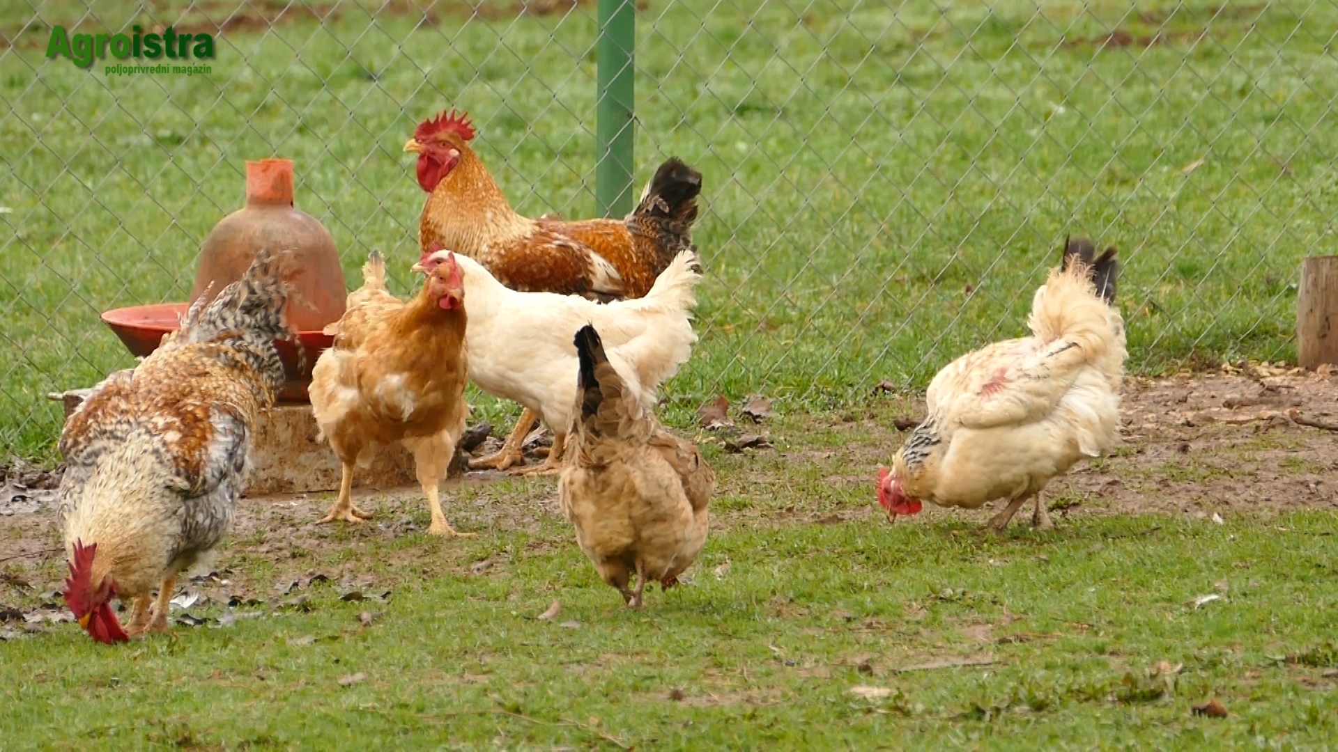 Domaća kokoš - AgroIstra