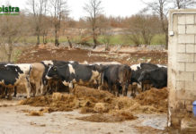 Stoka je vrlo osjetljiva na pomicanje sata dvaput godišnje