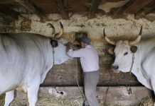 Oko boškarina se treba puno truditi ili ih ne držati