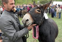 Umiljati i simpatični Benito osvojio je Juršiće i ženke na svom imanju