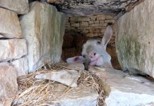 Galižanske koze najviše vole biti vani, a zaklon od kiše nude im brojni kažuni