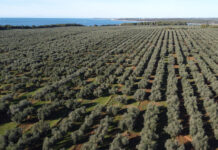 Ulju Mate Aleksandre Vekić iz Zambratije maksimalnih 100 bodova Flos Oleia
