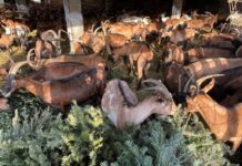 Božićna drvca prava su poslastica za koze sa Stancije Kumparička