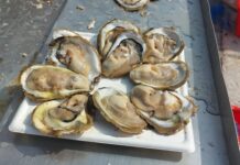 Oštrige su na Limu najbolje, potvrdili prvi Dani limskih oštriga