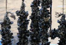 Istrida jedina u Limskom kanalu uzgaja i bere pedoće i oštrige