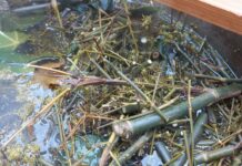 Pogledajte kako barba Zvane radi brombu