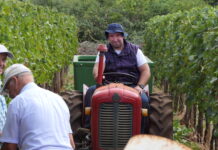 Denis Bernobić iz Markovca puno očekuje od ovogodišnje berbe malvazije