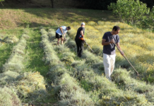 Počela deveta nova sezona AgroIstre