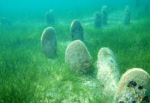 U Jadranskom moru preostale samo 23 žive plemenite periske