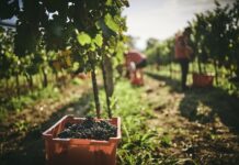 24. Dan otvorenih podruma u Istri: Pripremite se za vrhunsko vinsko iskustvo i podržite sadnju novog vinograda terana