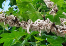 Azijska pamučna štitasta uš širi se Istrom: nova žarišta zabilježena i izvan Pule