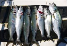 Agresivna strijelka hara Limskim zaljevom: cipli osakaćeni plutaju danima, znanstvenici upozoravaju na ozbiljne posljedice