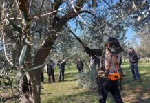 Rezidba maslina iz prve ruke: trodnevni tečaj u Vodnjanu i Rovinju okuplja maslinare