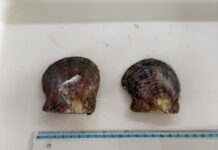 Neočekivani gost u Limskom zaljevu: biserna školjka prvi put otkrivena u uzgajalištu na sjevernom Jadranu