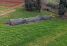 Bumbari u službi znanosti: kako nastaje sjeme otpornog kupusa