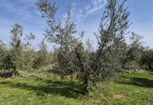 Rezidba maslina ključ je zdravog stabla, bolje rodnosti i lakše berbe