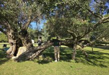Institut za poljoprivredu i turizam istražuje nevidljivi život stoljetnih voćaka u Istri