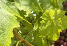 Gotovo nestale istarske sorte ponovno su u vinogradima, bocama i u ponudi vinarija
