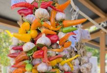 Istarski češnjak sve traženiji, a njegov festival u Poreču čuva njegovu tradiciju i kvalitetu