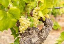 Može li istarska malvazija imati manje alkohola? Porečki Institut pokreće novo istraživanje